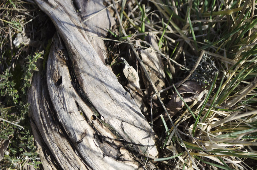 Promenor-2-fragao-media