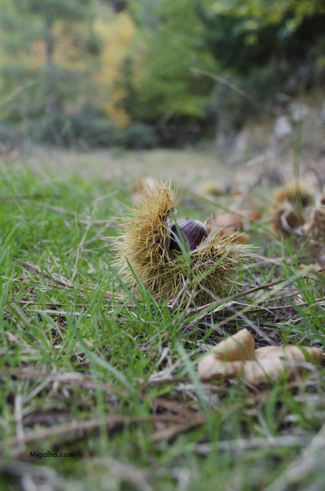 ouriço-castanhas-media