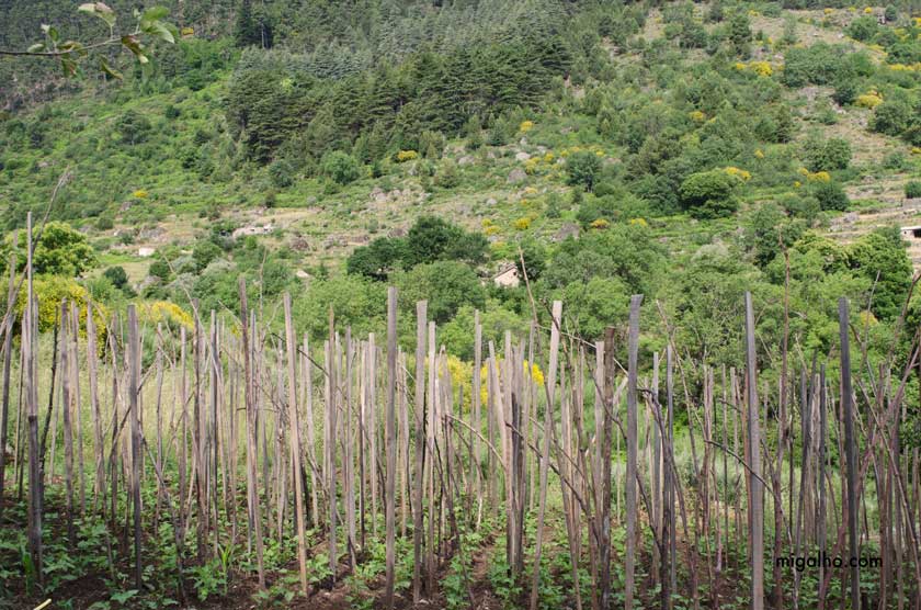 Campo-de-estacas-media
