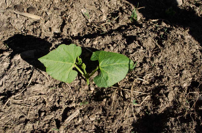 feijoca-15-dias-media