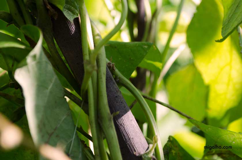 Guias-entrelacadas-media